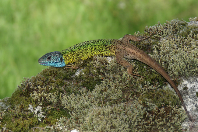 Обои картинки фото животные, Ящерицы, игуаны, вараны, ящерица