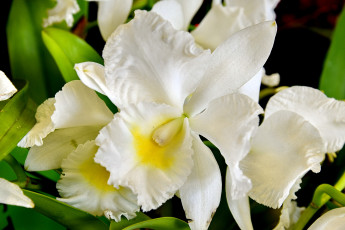 Картинка цветы орхидеи белый