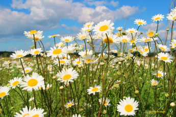 Картинка цветы ромашки луг лето