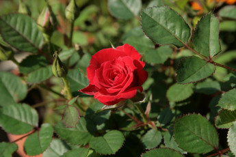 Картинка цветы розы красный