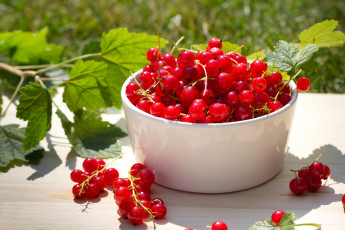 Картинка еда смородина красная