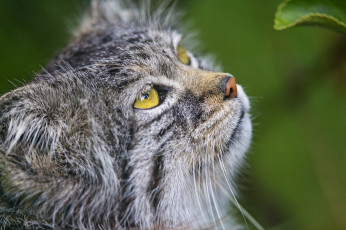 Картинка животные манулы профиль кошка