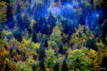 Картинка природа лес осень