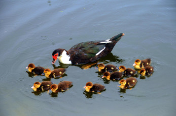 Картинка животные утки утята семейка