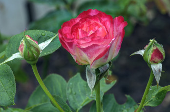 Картинка цветы розы бутоны розовый