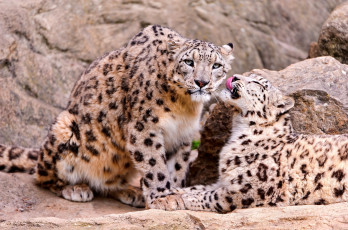 Картинка животные снежный барс ирбис