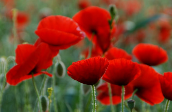 Картинка цветы маки красный