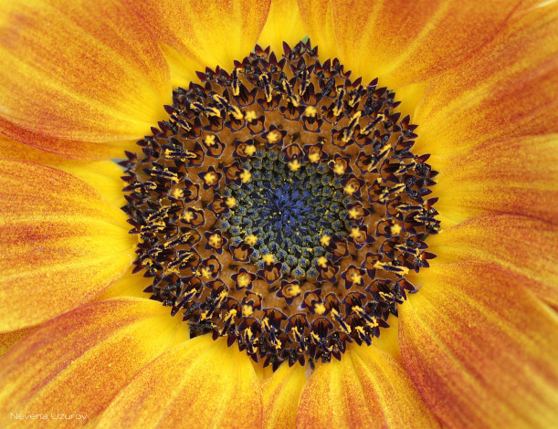 Обои картинки фото цветы, подсолнухи, макро