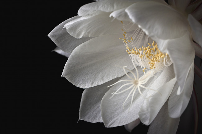 Обои картинки фото цветы, кактусы, макро