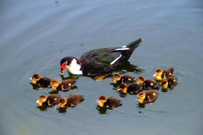 Обои картинки фото животные, утки, утята, семейка