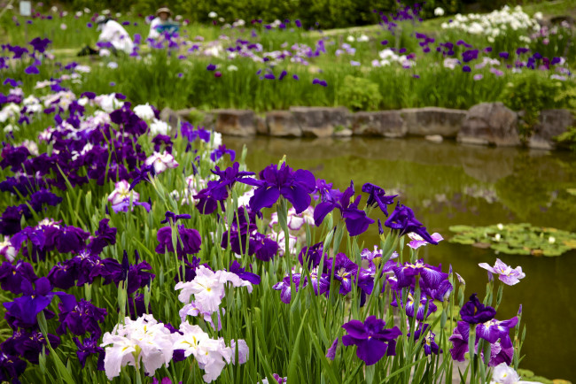 Обои картинки фото цветы, ирисы, японские