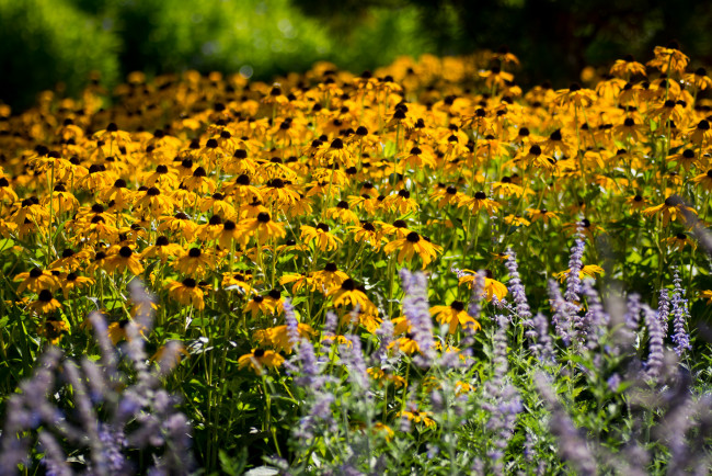 Обои картинки фото цветы, рудбекия, желтый