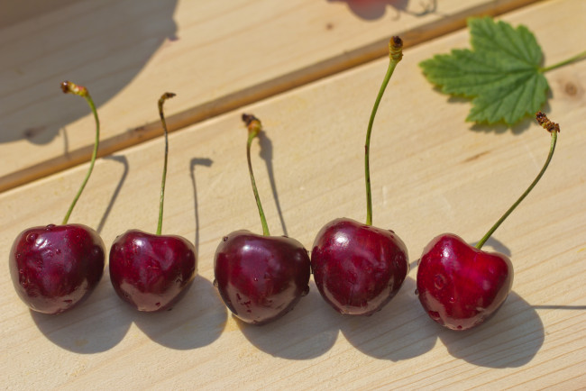 Обои картинки фото еда, вишня, черешня, вишенки