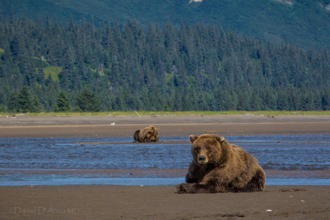 Обои картинки фото животные, медведи, бурый, лес, река