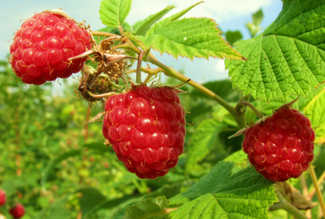 Обои картинки фото природа, Ягоды, малина