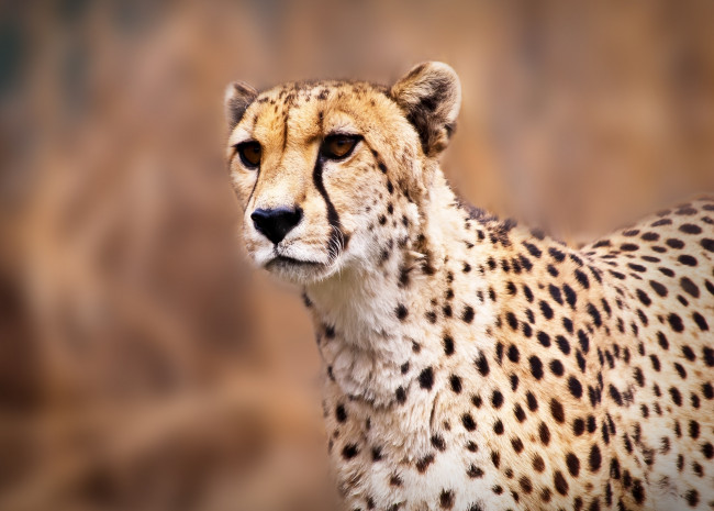 Обои картинки фото животные, гепарды, гепард