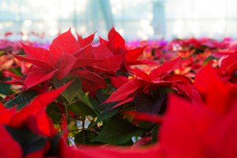 Картинка цветы пуансеттия пуансетия красная цветение