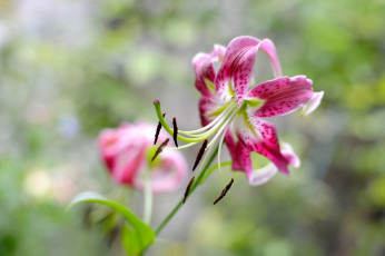 Картинка цветы лилии +лилейники розовая лилия цветение