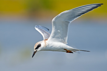 Картинка животные Чайки +бакланы +крачки чайка птица полёт небо белая