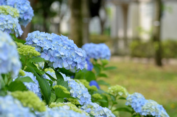 Картинка цветы гортензия голубая