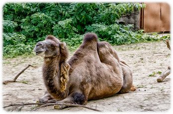 Картинка разное компьютерный+дизайн верблюд