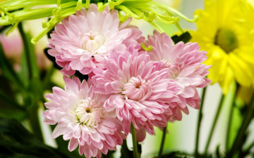 Картинка цветы георгины бутоны