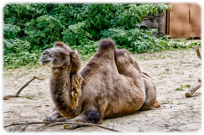 Обои картинки фото разное, компьютерный дизайн, верблюд