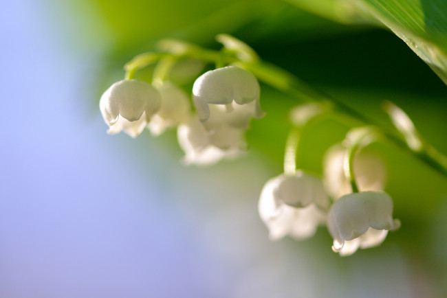 Обои картинки фото цветы, ландыши