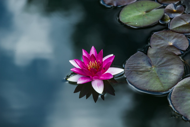 Обои картинки фото цветы, лилии водяные,  нимфеи,  кувшинки, водяные, лилии, вода, листья