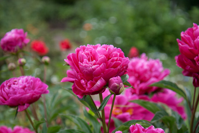 Обои картинки фото цветы, пионы, листья, бутоны