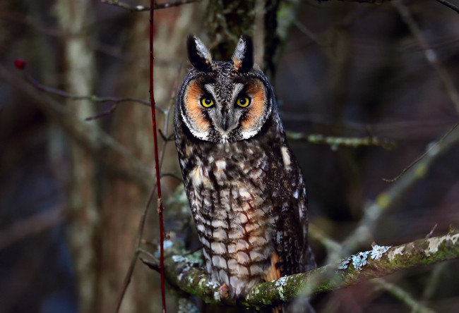 Обои картинки фото животные, совы, ветки, сова, птица