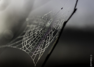 Картинка природа макро роса паутина блеск утро