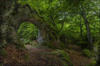 Картинка природа дороги тропинка лес