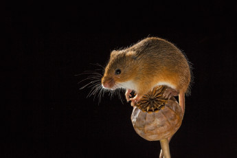 Картинка животные крысы +мыши мышка