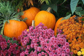 Картинка еда тыква тыквы цветы