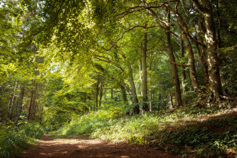 Картинка природа дороги тропинка лес