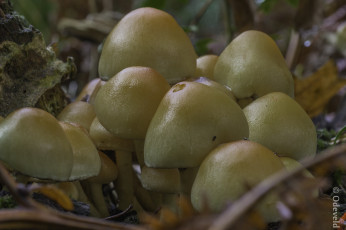 Картинка природа грибы