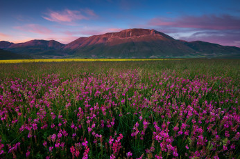 Картинка природа луга горы равнина цветы