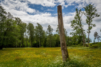 Картинка природа луга лес поляна цветы