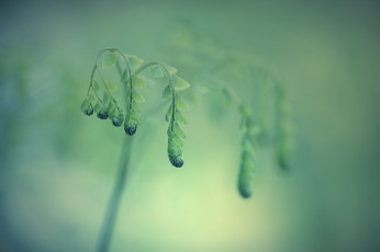 Картинка природа макро листья папаротник