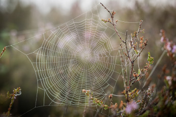 Картинка природа макро паутинка