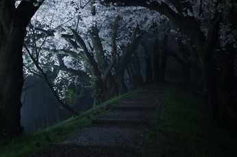 Картинка природа парк вечер деревья дорога