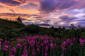 Картинка природа побережье берег тучи цветы