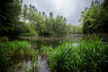 Картинка природа реки озера лес река