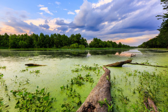 Картинка природа реки озера ряска река лес