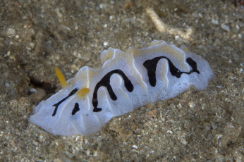 Картинка животные морская+фауна морской слизень