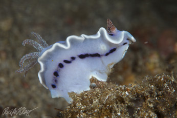 Картинка животные морская+фауна морской слизень