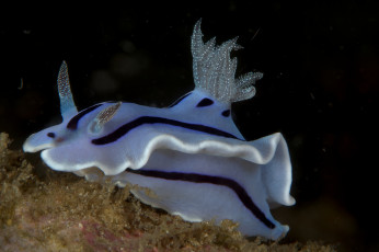 Картинка животные морская+фауна морской слизень