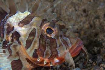 Картинка животные рыбы портрет рыба