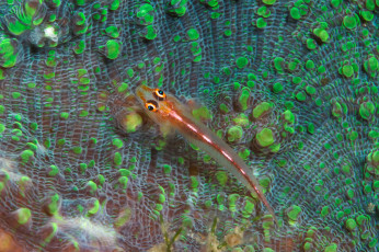 Картинка животные рыбы рыбка малёк